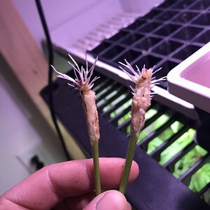 Roots off the clones I took 8 days from cutting