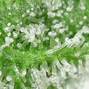 200120 GDP1 trichomes.png