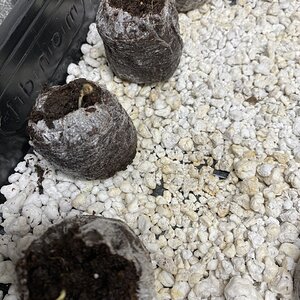 Seedlings- upside right