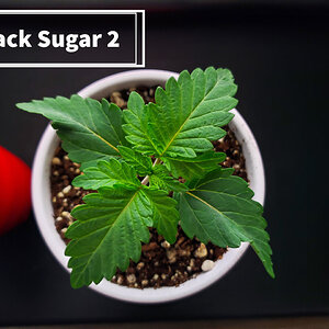 Black Sugar 2