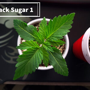 Black Sugar 1