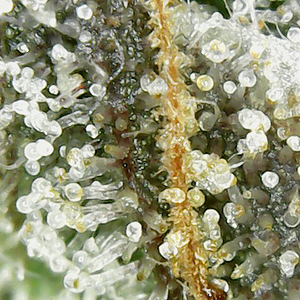 200126 GDP1 trichomes.png