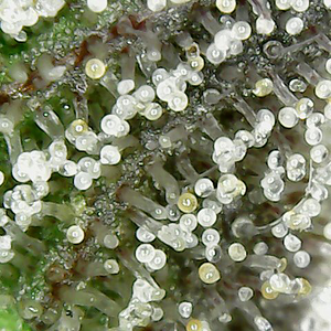 200126 GDP3 trichomes.png