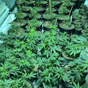 .veg Room