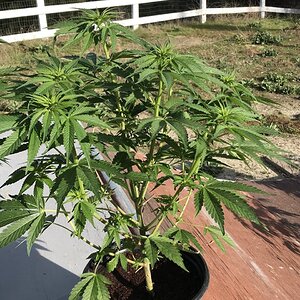 GMO Punch x Goji OG male #2