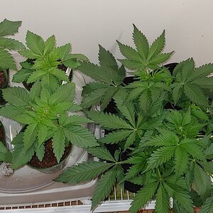 My 3 strain veg room.