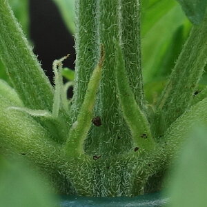 1-GGa - preflowers on 5th and 6th nodes developing pistils