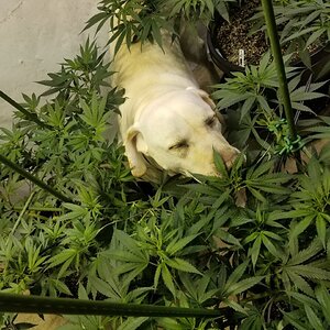 Dog tending the plants