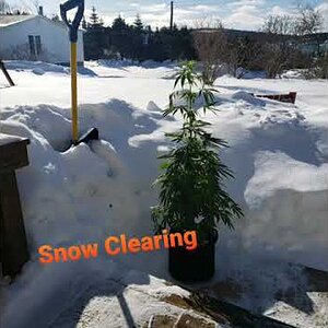 Winter Fun in Cannabis