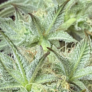 Sugar - Shiva Skunk