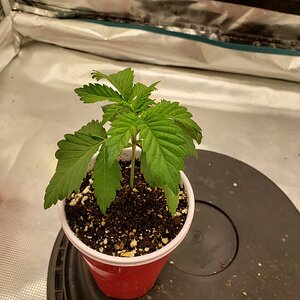 Black Sugar 1 day 16