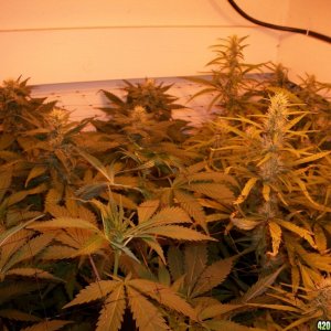 jasonlee247 Lil' girls almost 4 weeks into bloom