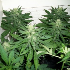 jasonlee247 Lil' girls almost 4 weeks into bloom