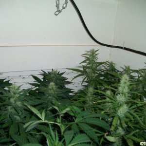 jasonlee247 Lil' girls almost 4 weeks into bloom