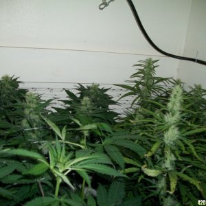 jasonlee247 Lil' girls almost 4 weeks into bloom