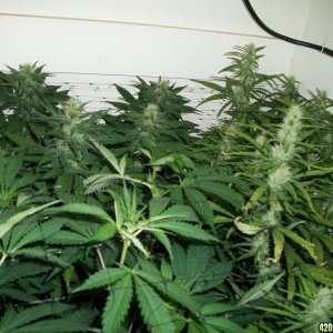 jasonlee247 Lil' girls almost 4 weeks into bloom