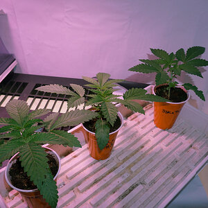 Sour strawberry kush x trophy wife seedlings