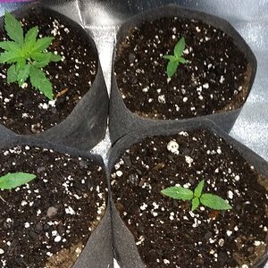 Afghan Kush Seedlings_1.jpg