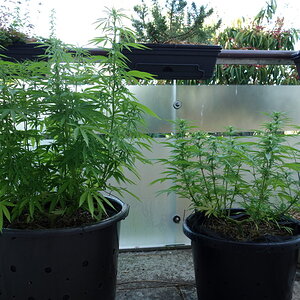 Last year's 2 plants for comparison, L-R: WW, Gorgonzola