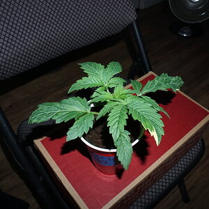 big worm genetics “calypso”