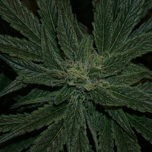 Icy hot day 29 flower