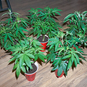 Bonsai -clones  taken January 5th