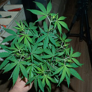 Bonsai - clone taken January 5th