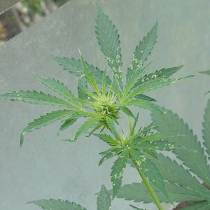 1-GGa, Gorilla Glue Auto flower head showing some pest damage