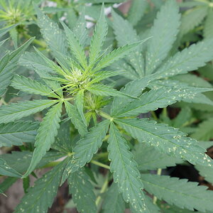 1-GGa, Gorilla Glue Auto flower head showing some pest damage