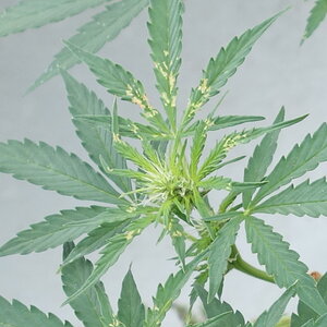 1-GGa, Gorilla Glue Auto flower head showing some pest damage