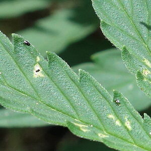 topside leaf close up, 2 maybe different bugs visible