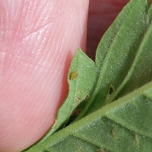 leaf underside, aphid?