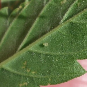 leaf underside, aphid?