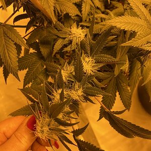 Buds are staking- shiva skunk