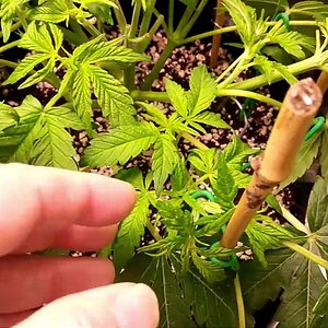 2020-02-22: Cannabis Low Stress Training (LST) In Veg