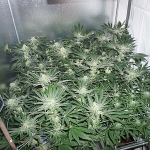 Day 35 flower