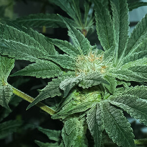 GG4XZKITTLES day 35 flower