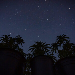 Under a starry night sit three chemovars