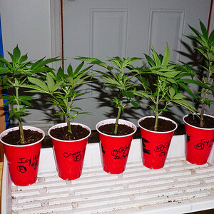 Clones taken feb 6th