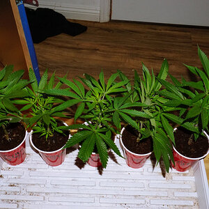 Clones taken feb 6th