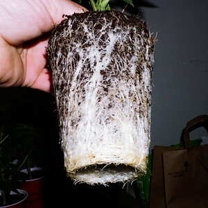 Solo cup roots