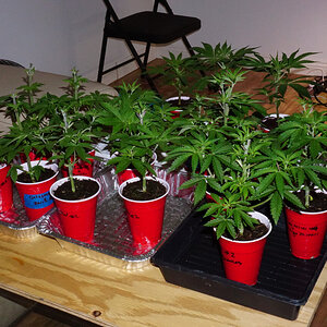 Group of veg plants all in solo cups