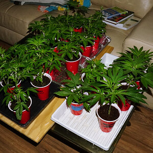 Group of veg plants all in solo cups