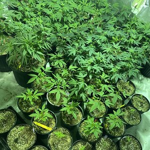 Clones & Seedlings