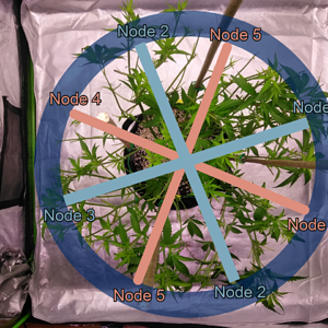 Low Stress Training (LST) - 7 Node Strategy