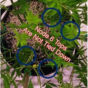 Low Stress Training (LST) - 7 Node Strategy