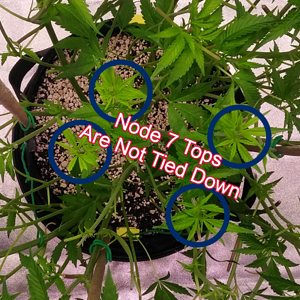 Low Stress Training (LST) - 7 Node Strategy