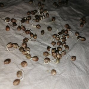 Germination