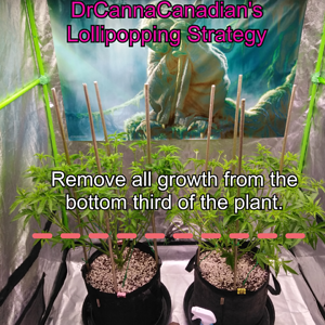 High Stress Training (HST) - DrCannaCanadian's "Lollipopping" Strategy