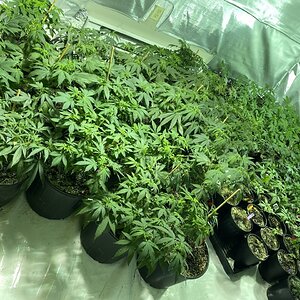 veg room